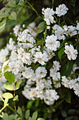 Climbing rose in the summer garden