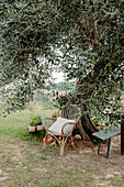 Rattan chair and bench under olive tree in the garden