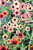 Colourful flowers in the summer garden bed