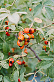 Rosehips on branches in the late summer garden