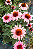 Purple coneflower (Echinacea purpurea) in the garden bed