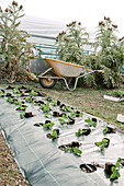 Vegetable garden with young salad plants and wheelbarrow