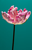 Pink parrot tulip