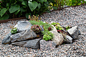 Rock garden with succulents and gravel