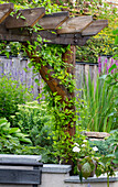 Climbing plant on wooden pergola in green garden