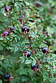 Black rosehip on a shrub in the garden