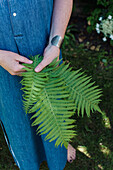 Close-up of fern fronds in hands, person in blue denim dress in garden