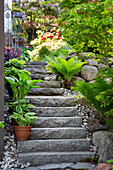 Stone steps in the garden with ferns and potted plants