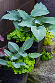 Hosta plants and wood sorrel in black planters