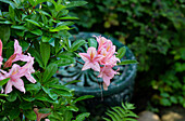 Rhododendron with pink flowers in the garden