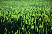 Grünes Weizenfeld im Sommerlicht