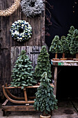 Mini-Weihnachtsbäume und Kränze vor rustikalem Schuppen
