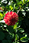 Dahlia in the sunshine in the garden