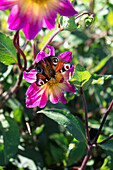 Peacock butterfly on dahlia blossom in the garden