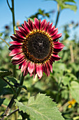 Red sunflower in the summer garden