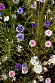 Wild cornflowers in purple, white and pink in the garden