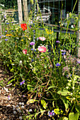 Wildflower meadow by the garden fence with poppies and cornflowers