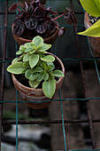 Small houseplants in terracotta pots on a metal grid