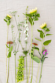 Various freshly cut flowers on a light background