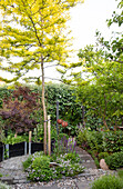 Small city garden with ornamental trees and herbs in a raised bed