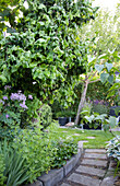 Garten mit Weg, gepflegtem Rasen und schattenspendendem Baum im Sommer