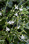 Wild star hyacinth in the spring garden