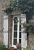 Steinhaus mit weißen Fensterläden und blühenden Rosenranken