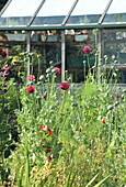 Poppies (Papaver) in front of the greenhouse in the summer garden