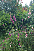 Fingerhut (Digitalis) und Rosenblüten im sommerlichen Garten