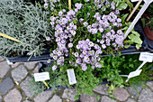 Blooming thyme at the market