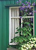 Columbine (Aquilegia) in front of window, green-painted garden shed