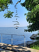 Treibholz-Mobile an Ast über Seeuferweg im Sommer