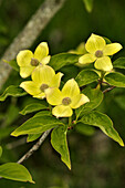 Cornus Aurora (dogwood)