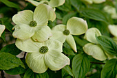 Cornus Aurora