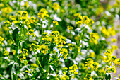 Common barbara (Barbarea vulgaris, winter cress, true winter cress, barbara herb, true barbara herb) in the vegetable patch in the garden, flowering