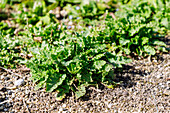 Verbena sage (Salvia verbenaca, verbena sage ) in the herb bed in the garden