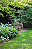 Garden bench under fan maple (Acer palmatum) with hosta bed