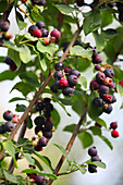 Shrub with berries, fruits of the rock pear (Amelanchier)