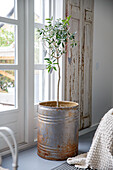 Olive tree in rusty metal bucket by the window