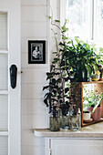 Plants in glass vases and pots on a kitchen windowsill with wooden shelf