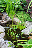Pond with marsh calla and surrounding green plants in the garden