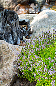 Flowering thyme (Thymus) between stones by the stream