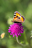 Small fox (Aglais urticae) on purple scabiosa