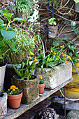 Flower pots with orange-colored flowers on a rustic bench