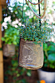 Hanging herb pot with thyme outdoors