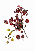 Wild pear (Pyrus pyraster) with fruit in autumn colours on a white background