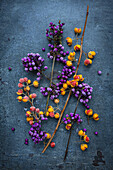 Orangefarbene Früchte des Baumwürgers (Celastrus orbiculatus) und violette Früchte der Schönfrucht (Callicarpa bodinieri) auf dunklem Hintergrund