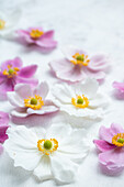 Flowers of the autumn anemone (Anemone hupehensis) on a light background