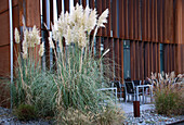 Planting with pampas grass (Cortaderia selloana) in front of a modern façade in autumn