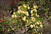 Female hops (Humulus lupulus) with ripe fruit in late summer